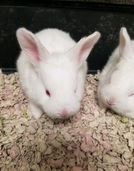 Pennsylvania SPCA rescues 47 rabbits from Lancaster County property